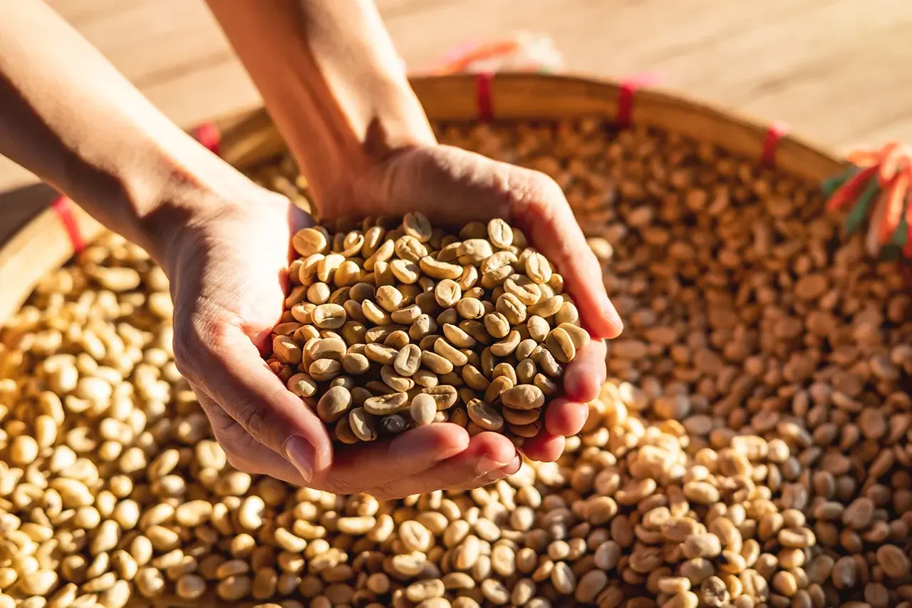 Nitelikli Kahve Nedir?